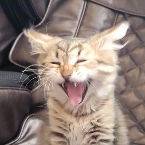 Meet your Posher, Cameron